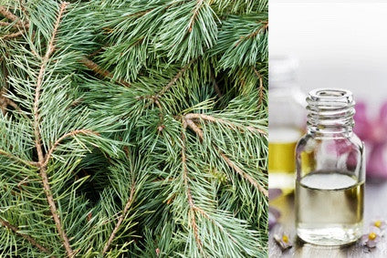 Balsam fir on sale essential oil