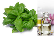 Basil Sweet (Essential Oil)