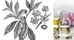 Benzoin (Essential Oil)
